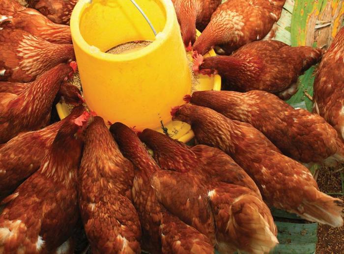 تولید روغن سویا تصفیه مخصوص خوراک طیور