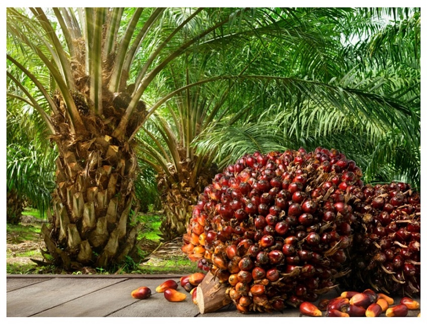 چرا روغن پالم کاربرد فراوانی دارد؟